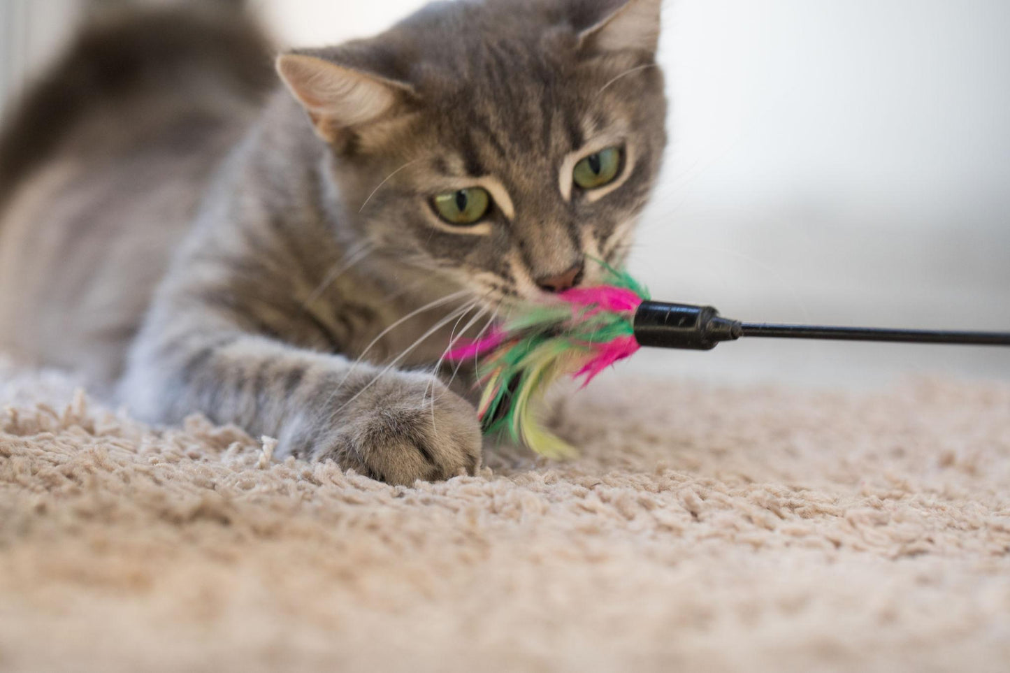 Feather Teaser Cat Wand